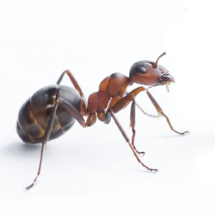 fourmis